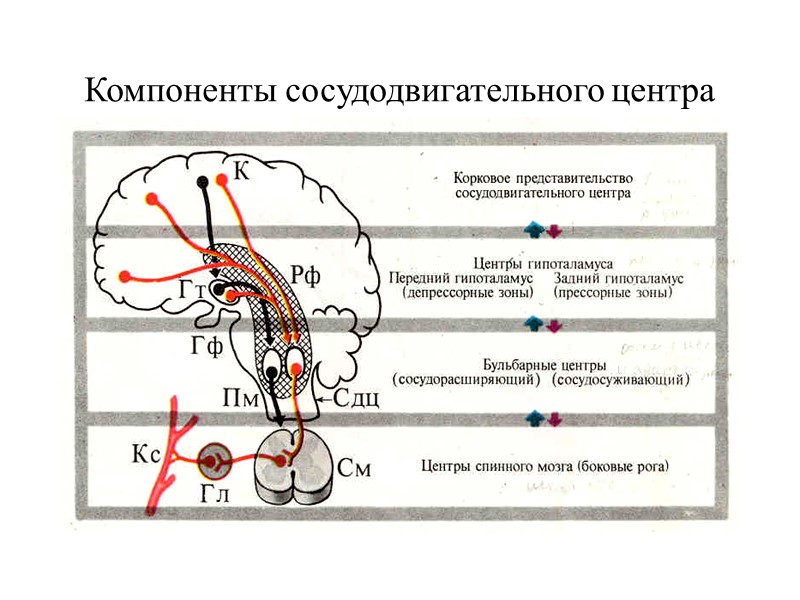 Компоненты сосудодвигательного центра